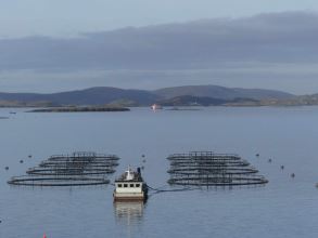 At work attending salmon cages1